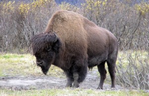 Work will begin to re-introduce Wood Bison back into Alaska by Spring 2015. Image-ADF&G