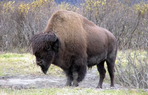 Wood Bison to be Re-Introduced in Alaska