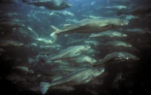 A school of Atlantic cod makes its way along the New England coast.  Credit: NOAA