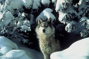 USFWD has proposed a rule banning predator control on Alaskan Wildlife Refuges. Image-Tracy Brooks/USFWS