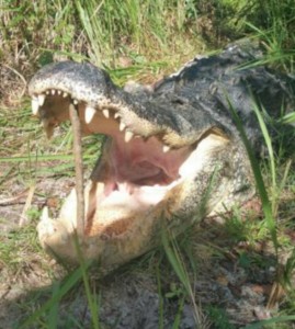 Florida Fish and Game euthenized this alligator that is suspected of having attacked and killed burglary suspect, Matthew Riggins. Image- Brevard County Sheriff's office