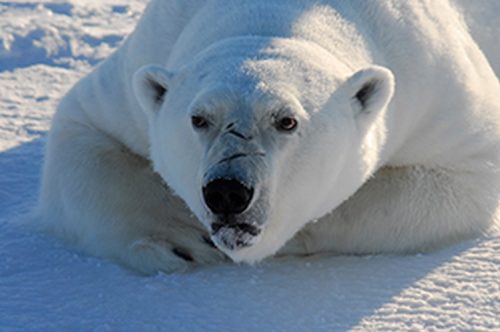 Genome Gives Clues to How Polar Bears Rapidly Evolved to Cope with High-Fat Diet