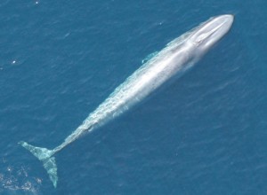 A California blue whale 65-feet-long swims off Baja California. California blue whales are also known as eastern North Pacific blue whales. Image-J Gilpatrick/M Lynn/NOAA