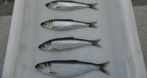 Herring. Image-NOAA Fisheries