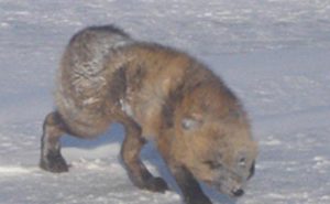 A rabid fox encountered on the North Slope. Image-ADF&G