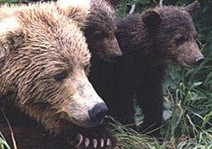 Brown Bear sow and cubs. Image-ADF&G