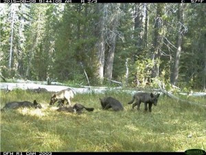 A trail camera image showing the seven wolves known to be in California. Courtesy California Department of Fish and Wildlife.