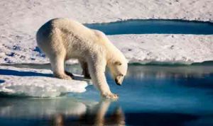 A polar bear tests the strength of thin sea ice.Mario Hoppmann/imaggeo.egu.eu