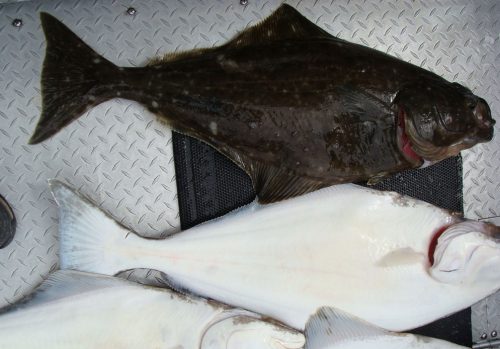Federal Fisheries Managers Rule on Angler-Caught Halibut