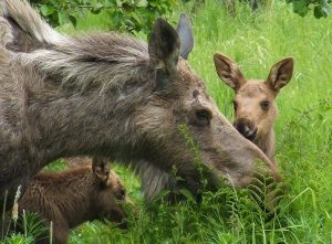 Cow Moose and calves in Homer. Image-ANN