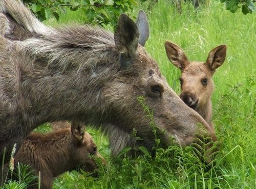 Best Way to Save Wildlife Babies: Leave Them Alone