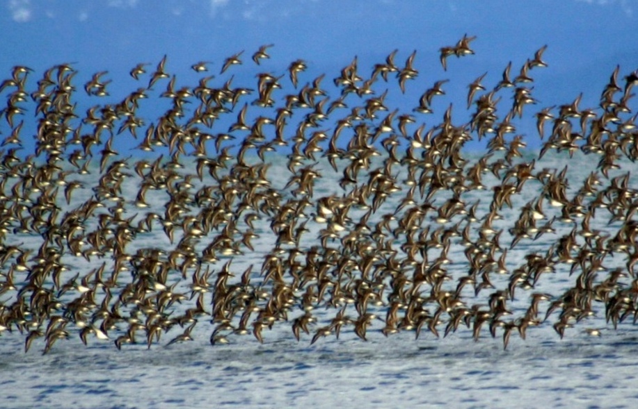 Shorebirds. Image- USFWS