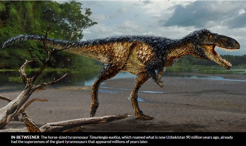 Fossil Study Shows how T. Rex Became King
