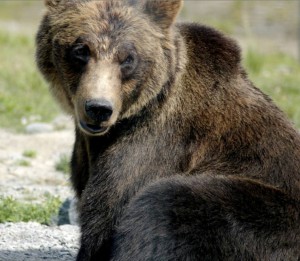 Brown Bear. Image-Karen Laubenstein/Alaska Region Library