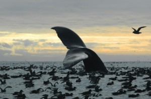 Bristol Bay hosts a multitude of different species of wildlife in and around its waters. Image-Department of the Interior