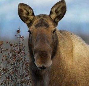 Alaskan Moose. Image-ADF&G