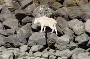A Mountain Goat in downtown Seward near the harbor. Image-Screengrab S. Fink | Seward City News/YouTube video