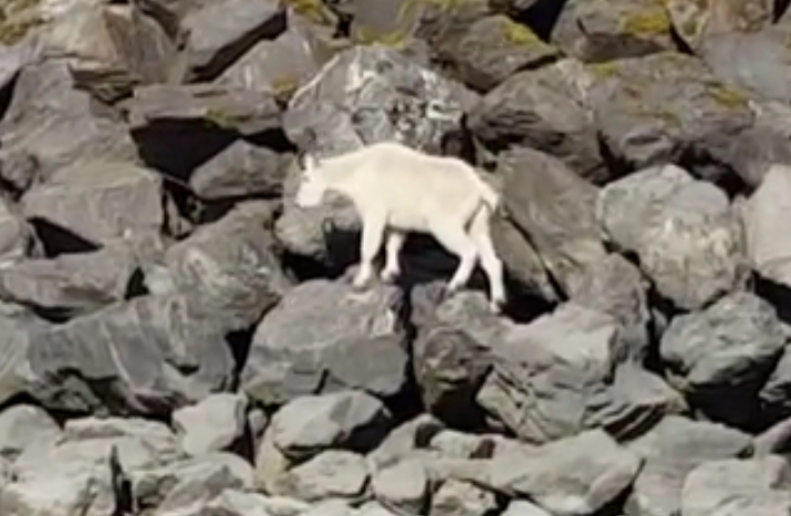 Interference Results in Mountain Goat Drowning Near Seward’s Sealife Center