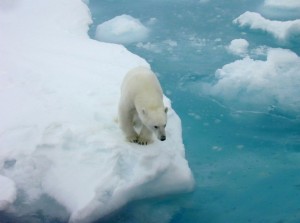 Polar bears depend on sea ice for dens, food and mating. The loss of sea ice is affecting some polar bear populations and health. (Credit: Kathy Crane, NOAA)