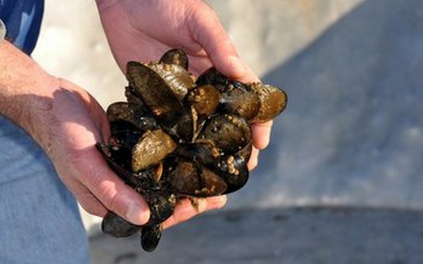 Ocean Acidification a Culprit in Commercial Shellfish Hatcheries’ Failures