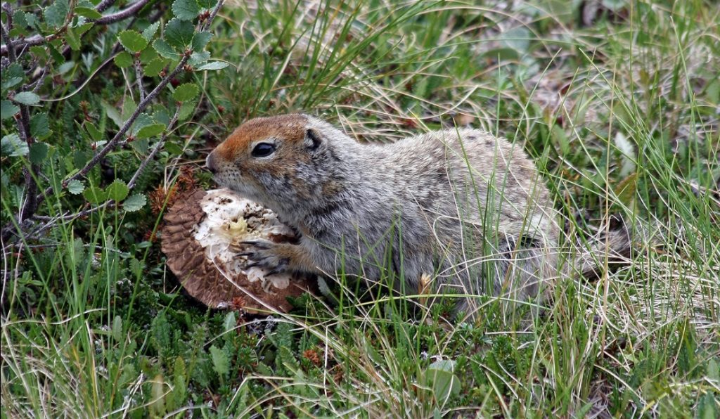 An Arctic Ground Squirrel eating a mushroom. Image- Ianare Sevi / Creative Commons