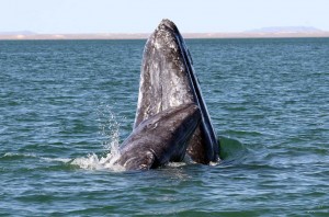 A gray whale mother and calf. Credit: NOAA