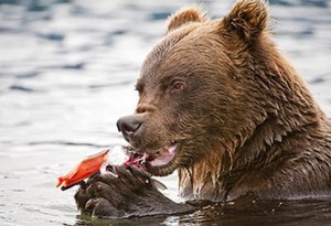 Brown Bear on the McNeil River. Image-ADF&G