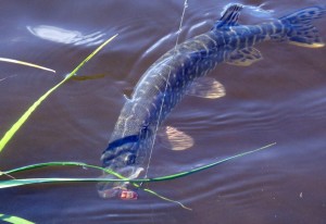 A northern pike caught at the mouth of the Kandik River. Photo by Ned Rozell.
