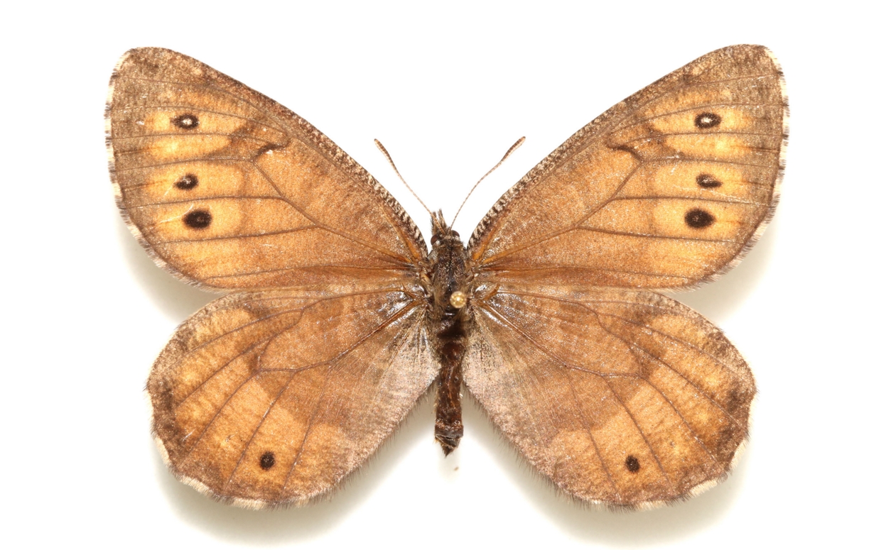 Is Alaska’s First New Butterfly Species in Decades an Ancient Hybrid?