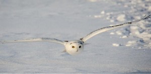 Flying Snowy Owl. Image-m01229/ Flickr (creative commons license)