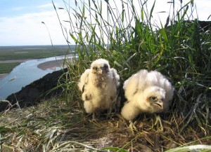 Peregrine falcon chicks on a cliff overlooking the Colville River in northern Alaska. Photo by Ted Swem.