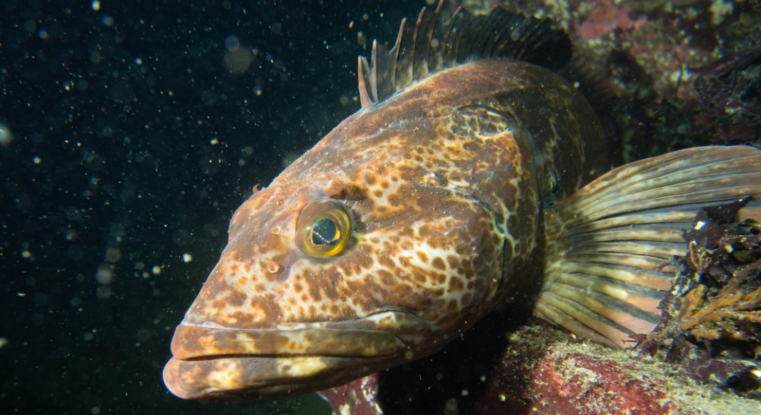 Lingcod meet rockfish: Catching one improves chances for the other