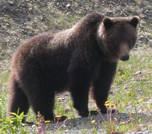 Why Don’t Hibernating Bears get Osteoporosis?