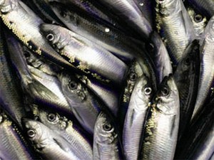 File image of bait herring
