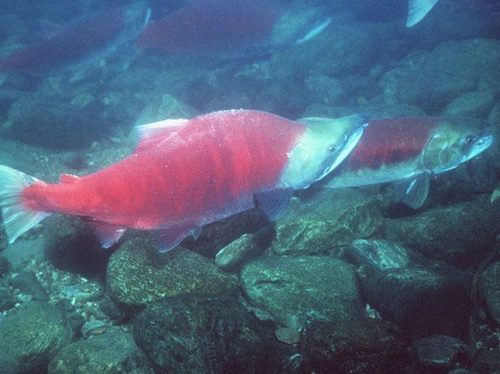 Salmon Forced to ‘Sprint’ Less Likely to Survive Migration