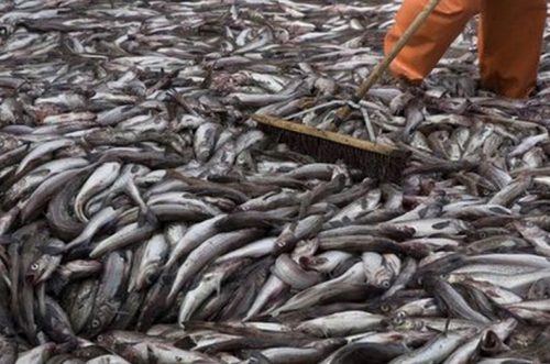 Alaska Delegation Pushes FDA to Support U.S. Pollock Fisheries