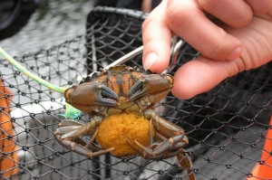 European green crab. Credit: NOAA