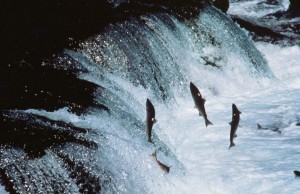 Salmon make their way up-river to spawn. Photo public domain