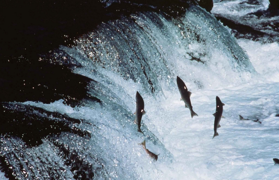 Alaska Trollers Outraged by Low King Salmon Quota Set by Pacific Salmon Commission
