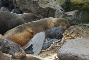 Female northern fur seal resting with her pup  Photo: Carey Kuhn, NOAA Fisheries