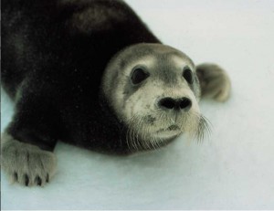 Bearded Seal pup. Image-NOAA