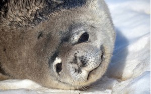 A Weddell seal in Antarctica. NSF-funded research indicates they may use the Earth's magnetic field to navigate.  Credit: Peter Rejcek, NSF