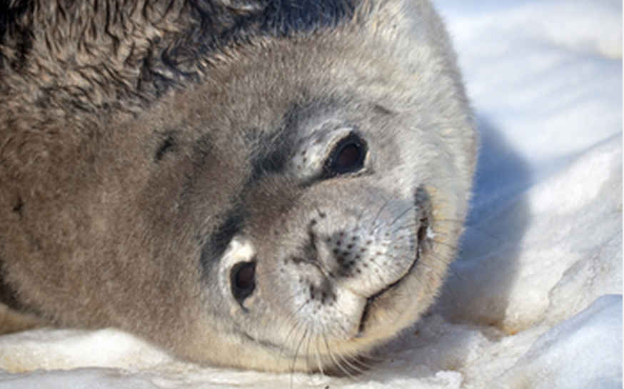 Do Weddell Seals Use Magnetic Fields to Navigate?