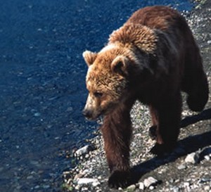 Brown Bear. Image-Jim Pfeiffenberger/National Park Service