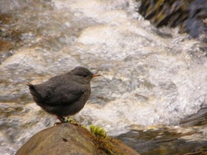 An American dipper in a mountain stream is shown. CREDIT Ohio State University