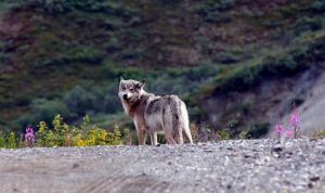 A wolf on the road in Denali.National Park Service