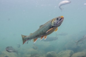 Dolly Varden with mature spawning coloration in Alaska’s Newhalen River.Morgan Bond