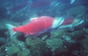 Sockeye Salmon. Image-NOAA