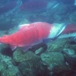 Sockeye Salmon. Image-NOAA