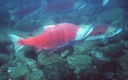 Coghill River Sockeye Salmon Limits Increased